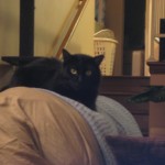 A Rare Milo Sighting