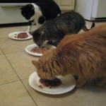 Mia, Duffy and Lola