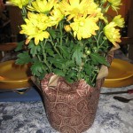 IMG_2526 IMG_2526