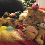 IMG_2556J IMG_2556J